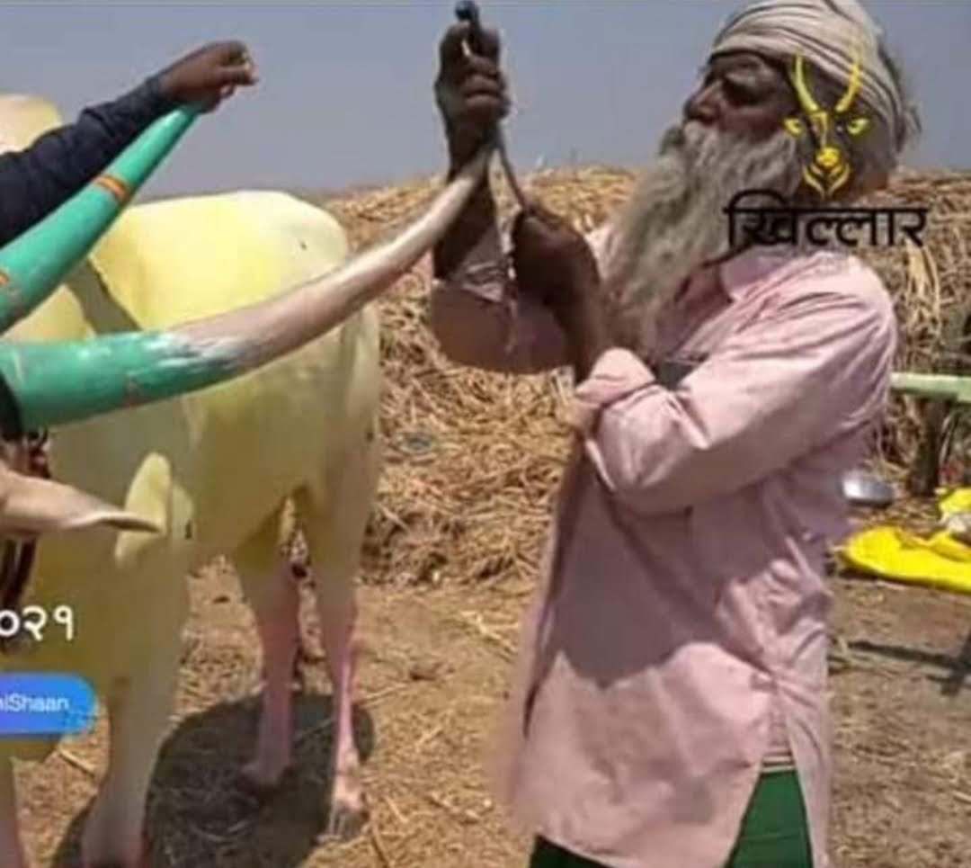 शिंगंकाड्या पुंजाजी