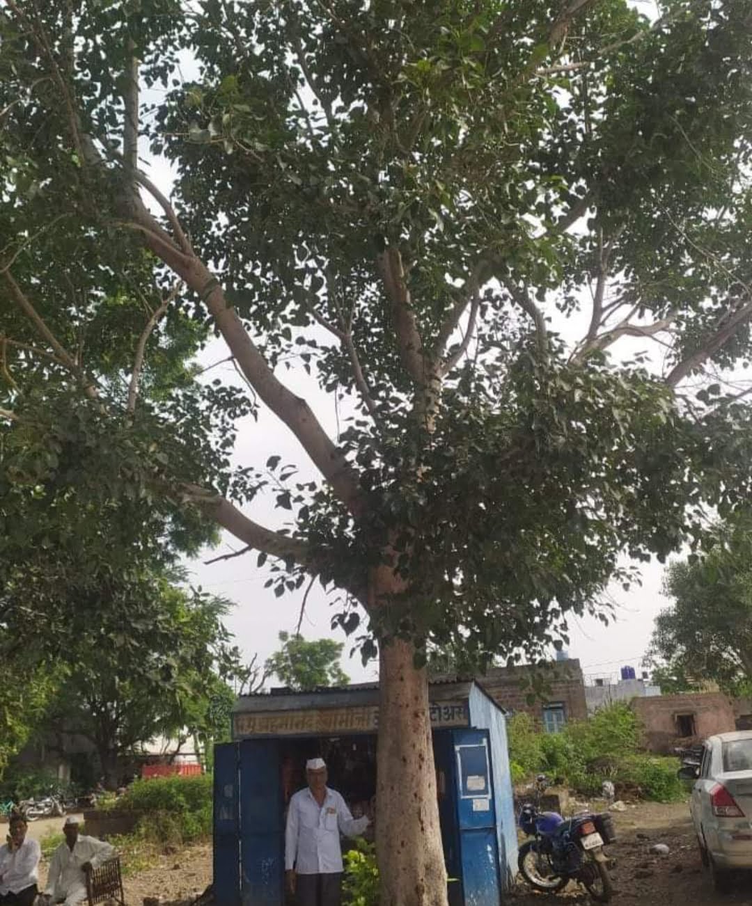 कादरीचा पिंपळ