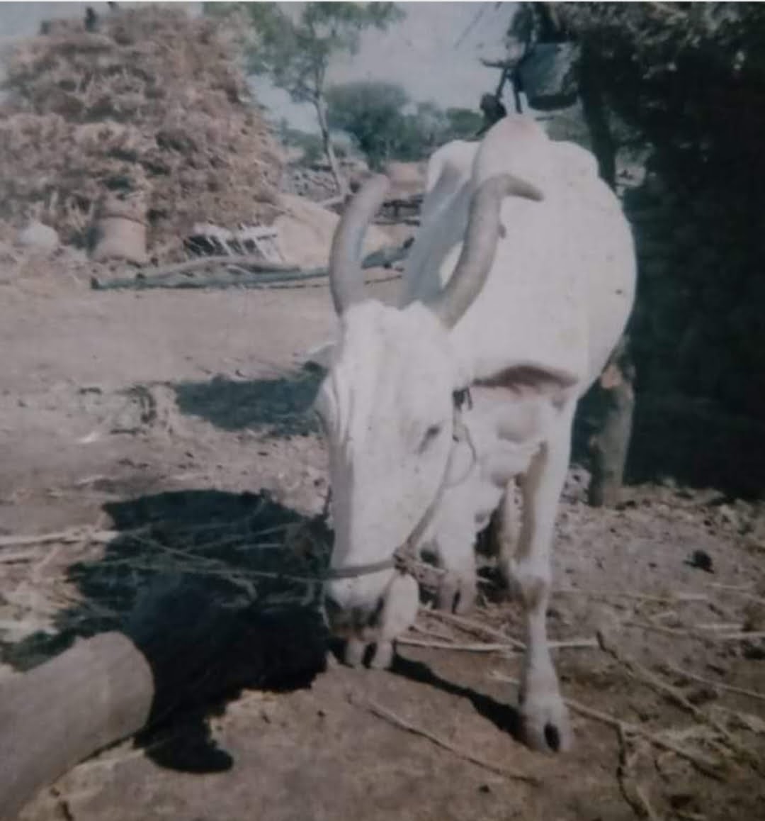 वनवाश्या ( वनाश्या )