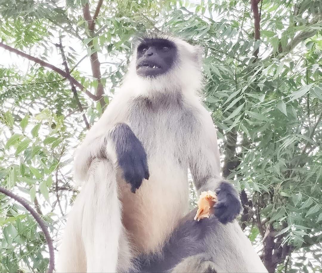 माझा भाऊ…राया