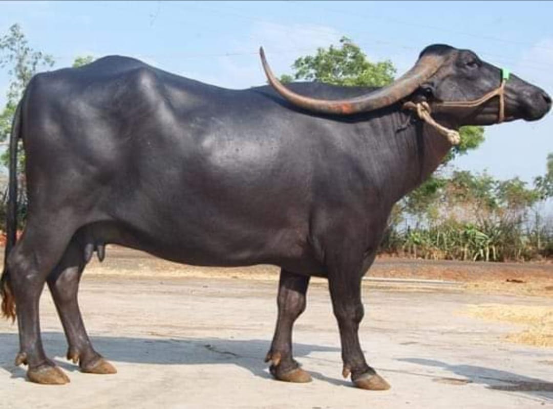 आमची लक्ष्मी.!