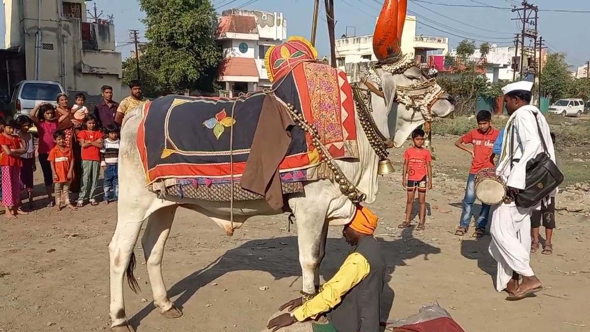 नंदीबैल आणि भटक्या संस्कृतीचा वारसा