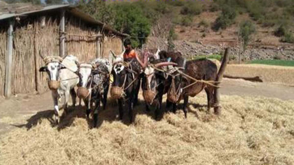 मंतरलेले दिवस 