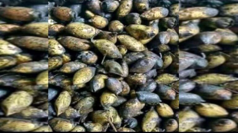 हरभर्याचा हुया