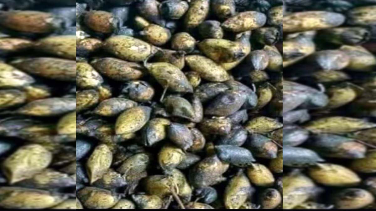 हरभर्याचा हुया