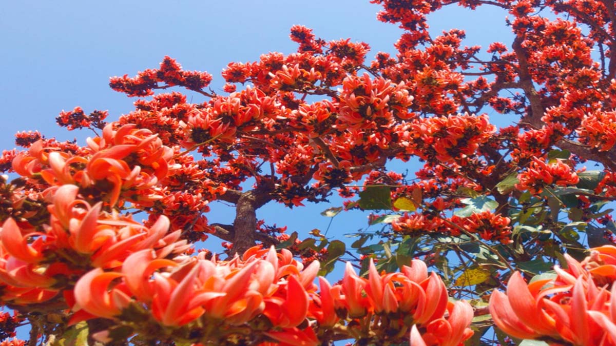 होळीचं सोंग घेवून..!