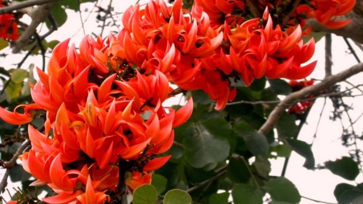  ‘जंगलाचं देणं’ ; पळस 