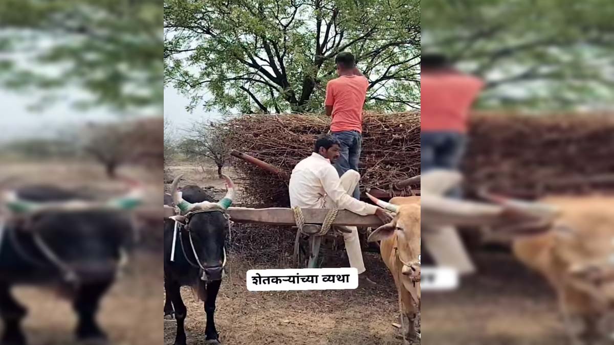 शेतकऱ्याची बैलजोडी.!