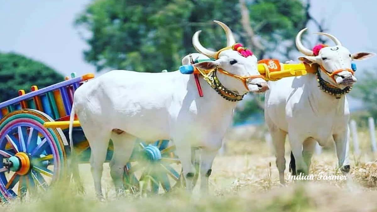 परिश्रमाचे आणि संकटाचे कडवे चित्र : शेतकऱ्याची बैलजोडी