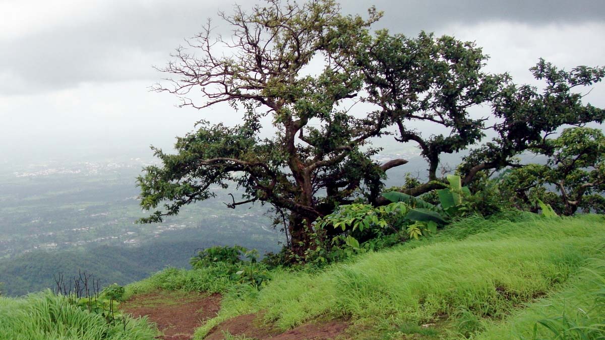 पाऊलवाटा