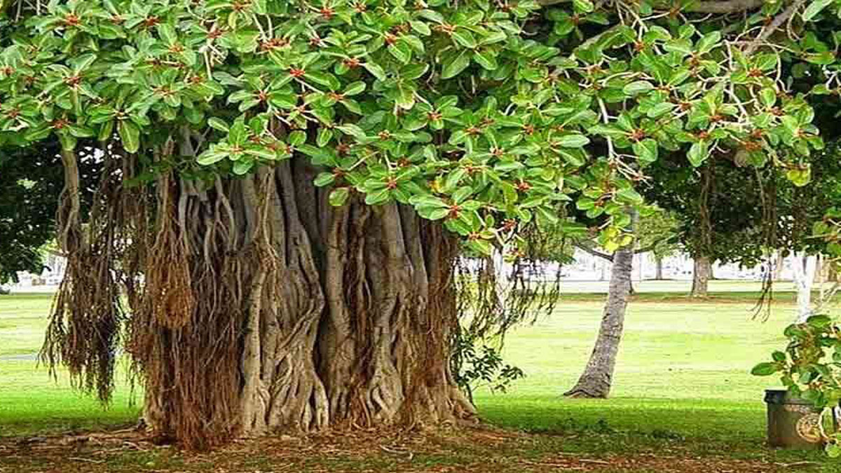 वृक्षमहिमा