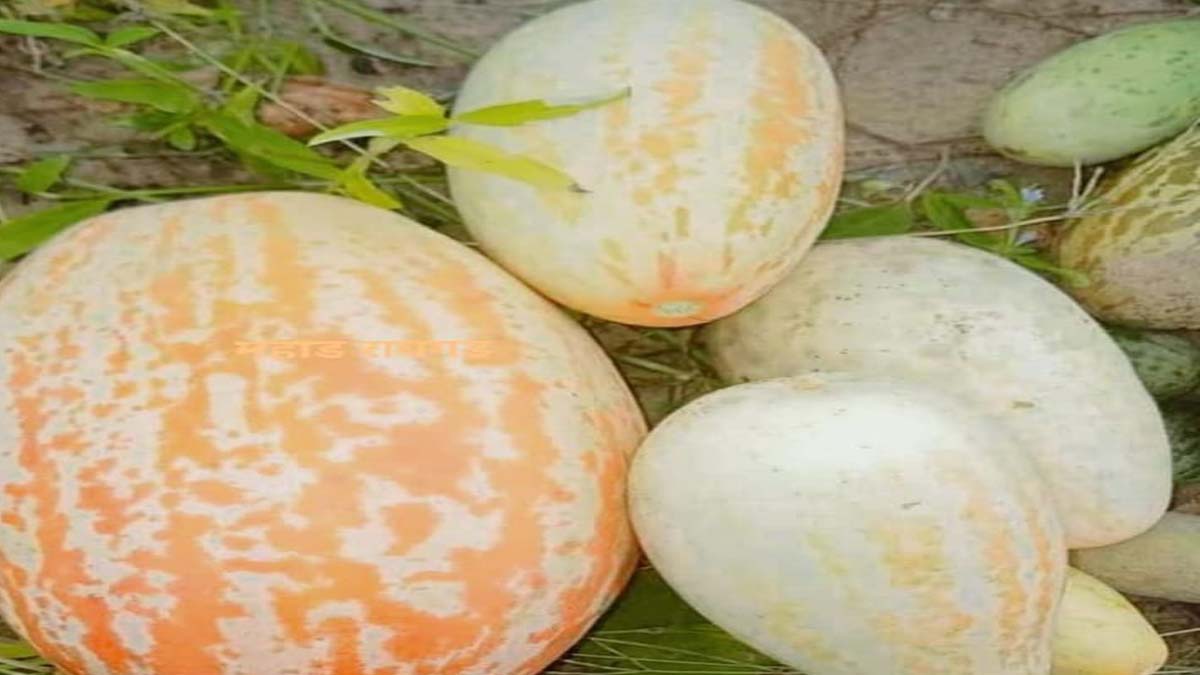 ‘पाटा : नव्वदच्या दशकातील ग्रामीण शेतीची आठवण आणि गावरान जीवनशैली’