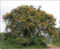 Hiwar