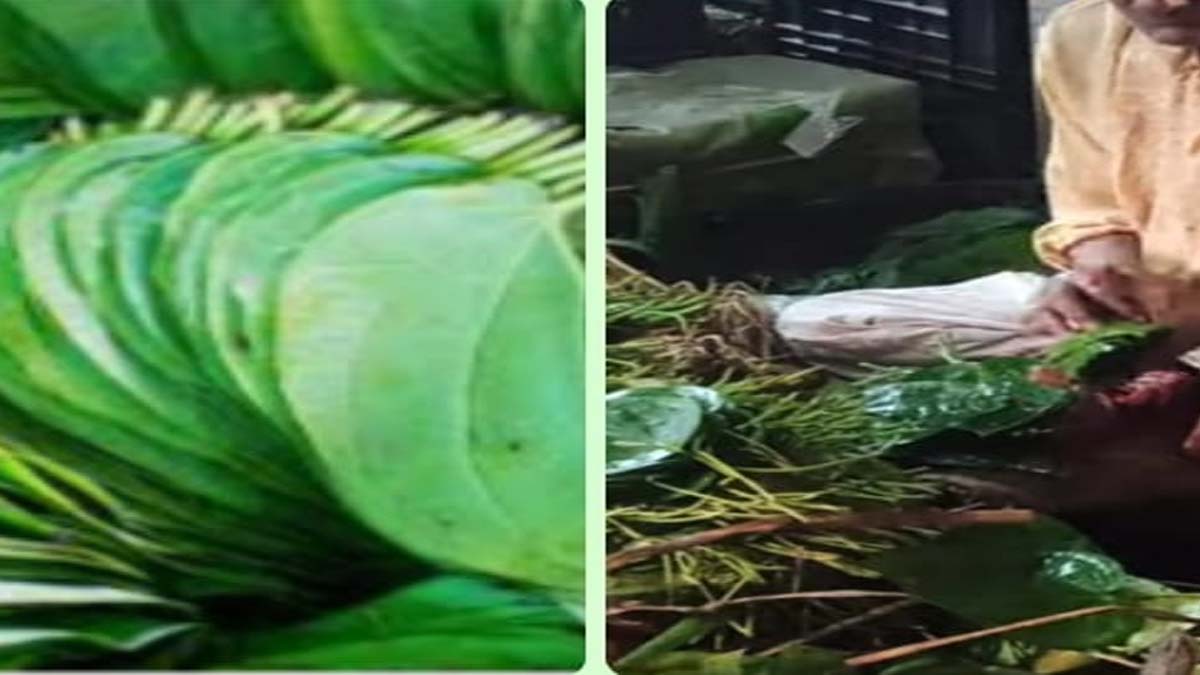 भोज्याभाई: आमच्या गावातील पानाचा पेटारा आणि पारंपरिक नागवेली पानांचा वारसा