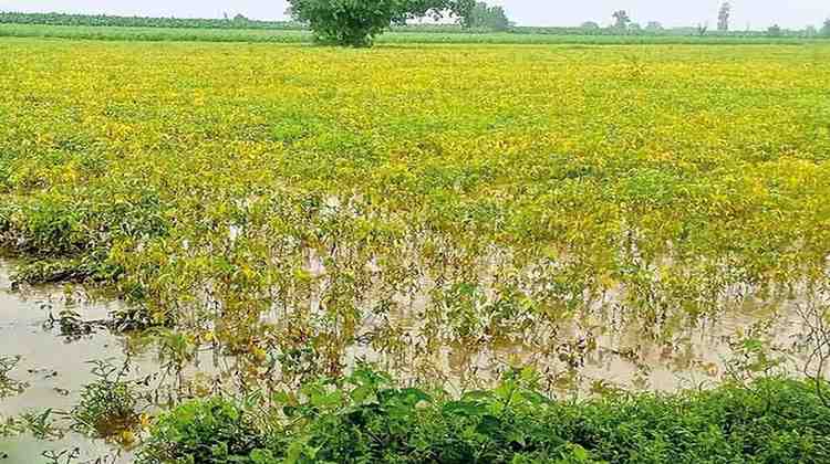 "शेतकऱ्याचे सोयाबीन पीक व पिकांचे नुकसान"