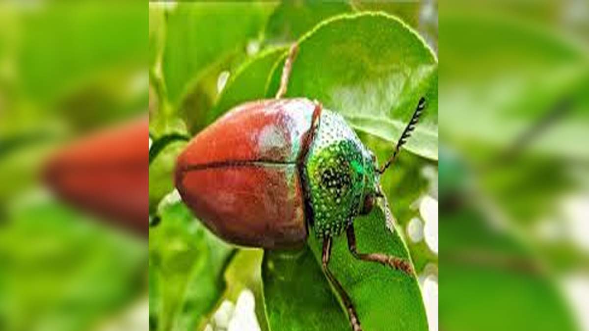 हिवराची झाडं, तरसाची गुफा आणि बालपणीच्या आठवणी