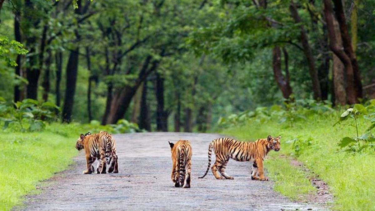 विदर्भाचे सौंदर्य : नागपूर ते चिखलदरा, ताडोबा, पेंच व आनंदवनची सफर