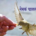 नेमकं चाललंय काय?