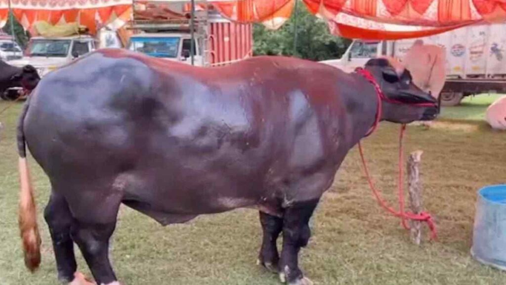 ८ कोटींचा मुर्रा रेडा ‘विधायक’, बदाम-काजूवर जगणारा आणि मेळ्यात सर्वांचे लक्ष वेधणारा.