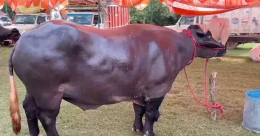 बदाम-काजूवर जगणारा ८ कोटींचा विधायक!