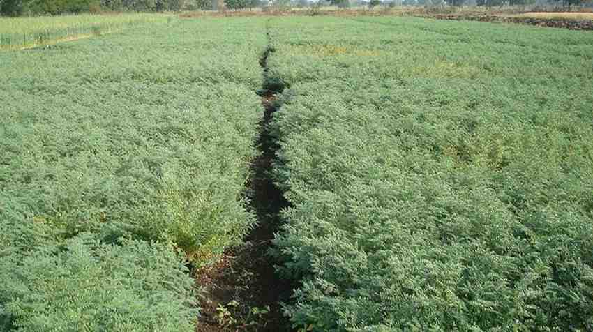 “मचानवरून हरभऱ्याच्या वावराची रखवाली करणारा शेतकरी – ग्रामीण जीवनाचं चित्रण”