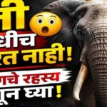 हत्ती कधीच का विसरत नाहीत? वैज्ञानिकांनी उलगडले आश्चर्यकारक रहस्य!