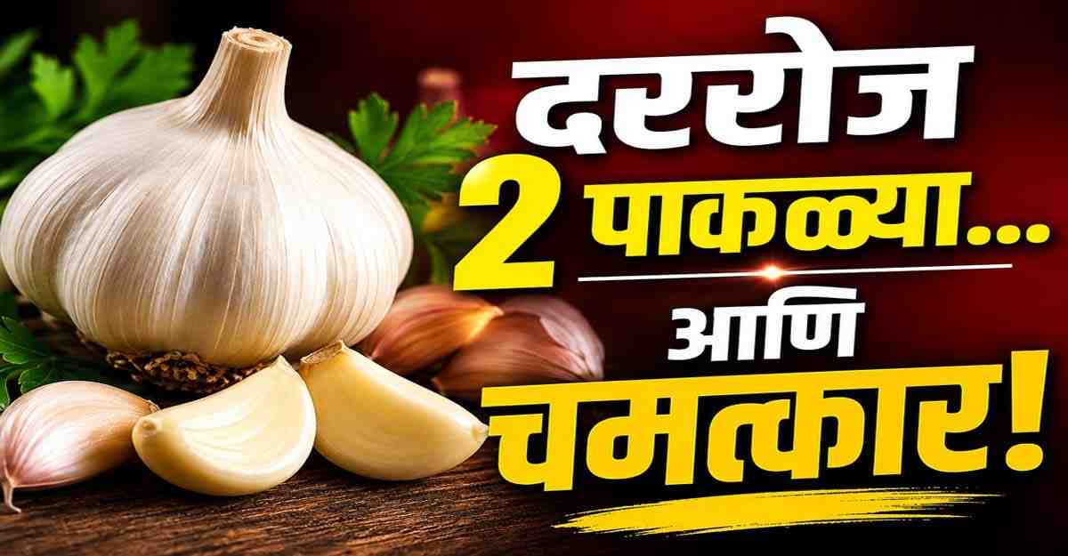 लसूण खाण्याचे आरोग्यदायी फायदे दर्शवणारे ताजे लसूण आणि लसणाच्या पाकळ्यांचे चित्र