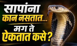 सापांना कान नसतात तरी ते जमिनीतील कंपनांच्या मदतीने आवाजाची जाणीव कशी करतात याचे वैज्ञानिक स्पष्टीकरण.