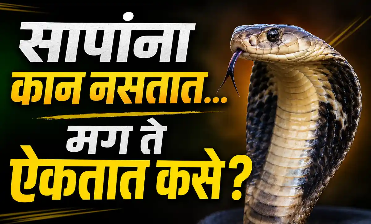 सापांना कान नसतात तरी ते जमिनीतील कंपनांच्या मदतीने आवाजाची जाणीव कशी करतात याचे वैज्ञानिक स्पष्टीकरण.