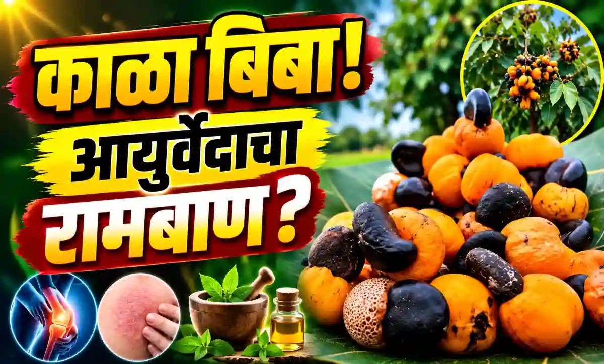 त्वचारोग, सांधेदुखी आणि अर्थरायटीसाठी उपयुक्त आयुर्वेदिक काळा बिबा (भल्लातक) फळ