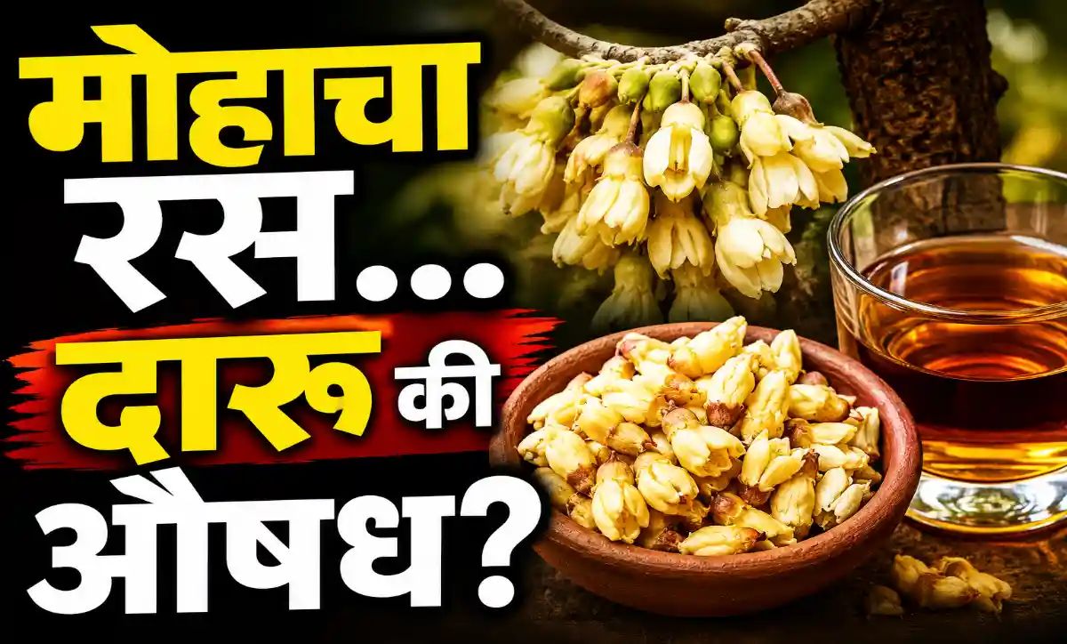मोहाची फुलं शिजवून का खातात? | Mahua Tree Benefits Marathi | मोहाचा रस आणि औषधी फायदे